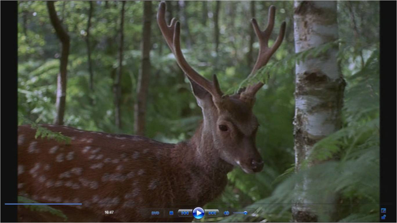 BAMBI * The walking dead