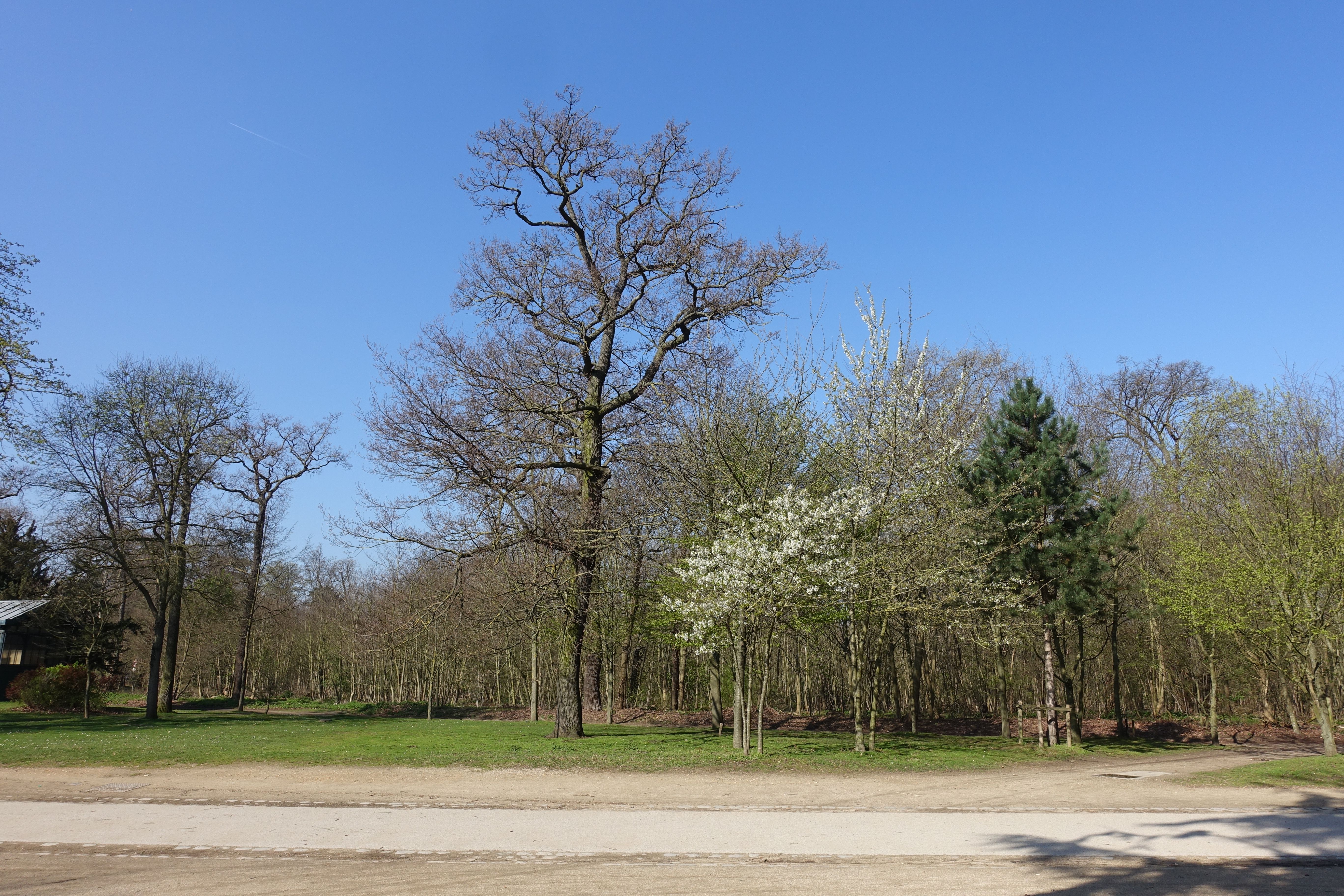 Bois-de-boulogne