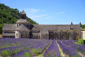 visiter l'abbaye de senanque dans le luberon