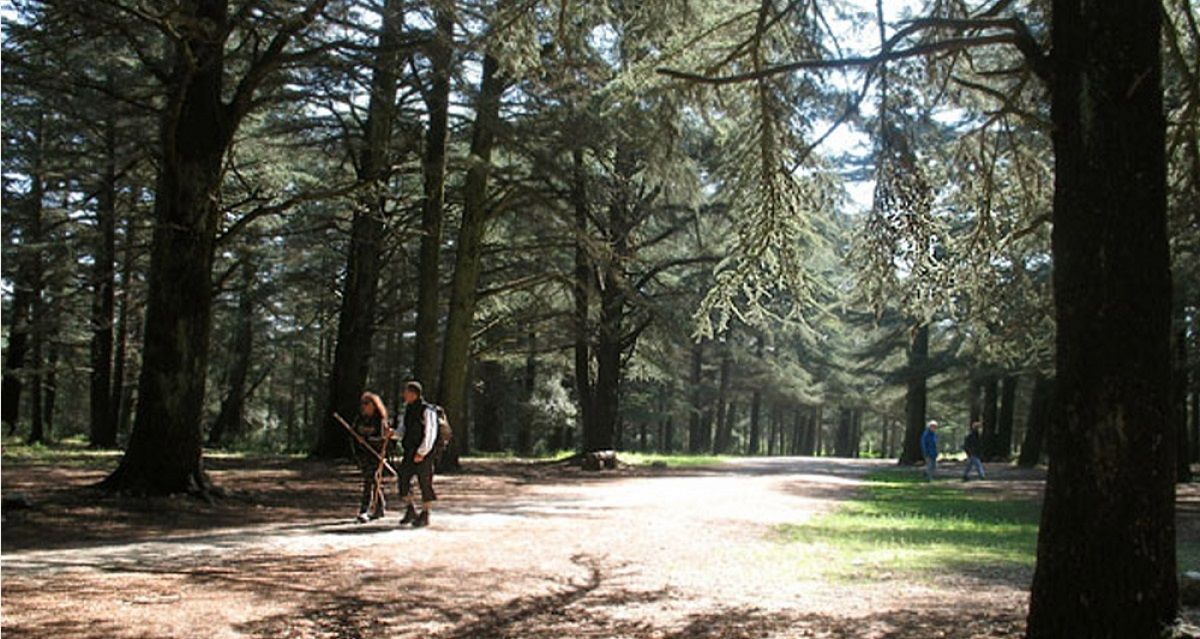 foret luberon