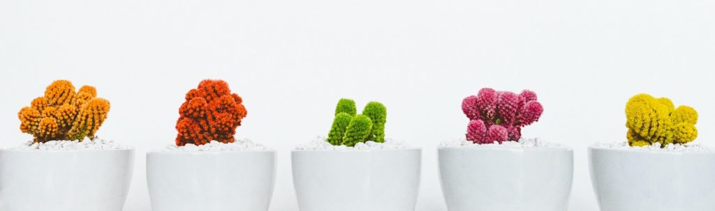 cadeau-gênant-cactus