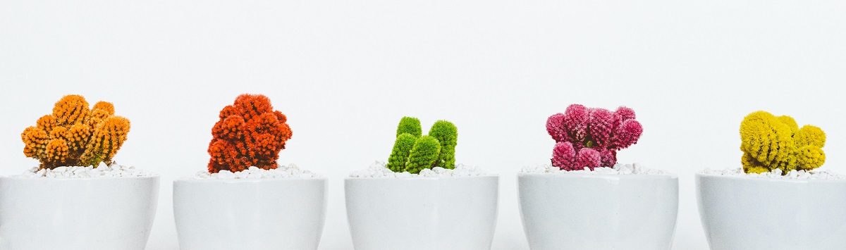 cadeau-gênant-cactus